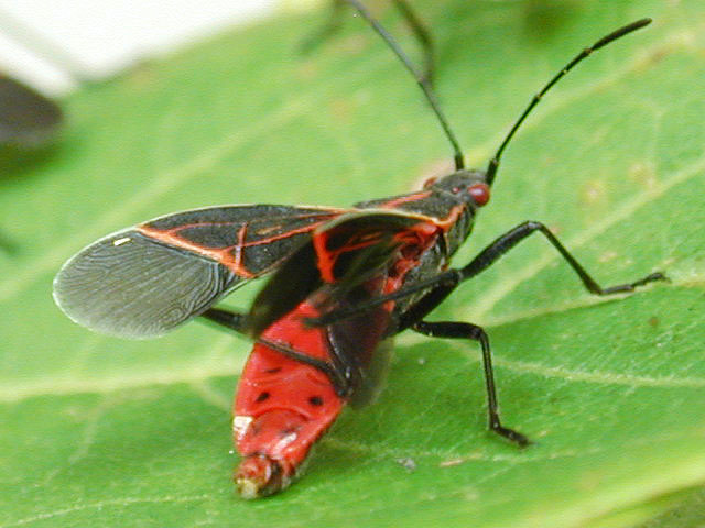 Sunbathing insects to prevent disease