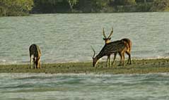 Sundarbans National Park (India)