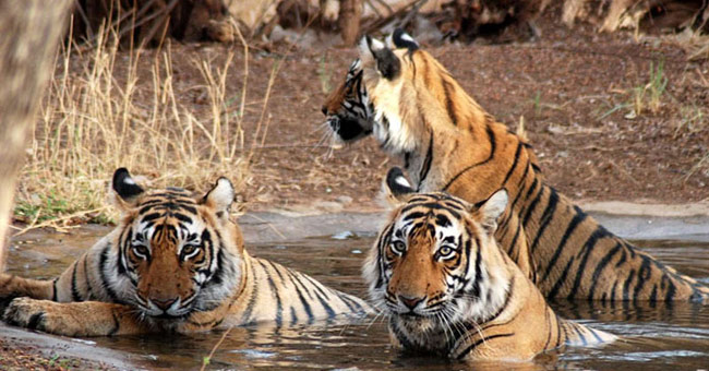 Sundarbans Reserve