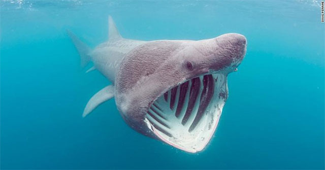Sunfish has disappeared for 3 years and then appeared on the other end of the Atlantic
