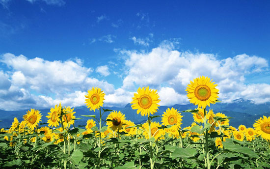 Sunflower does not reduce radioactivity in soil