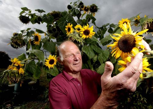 Sunflower plants bloom 104 flowers