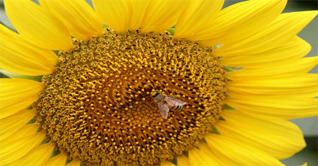 Sunflower pollen protects bees
