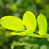 Sunscreen of plants