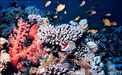 Sunscreen threatens corals