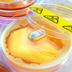 Super antibiotic detection can cure most diseases
