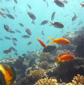 Super antibiotic from the ocean