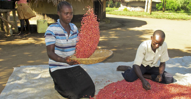 'Super beans' helps solve hunger in the world