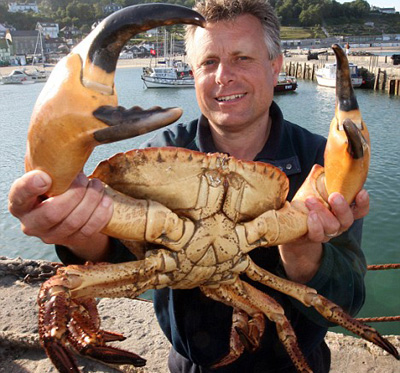 Super big crab