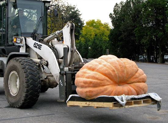 Super big pumpkin weighs more than 821 kg