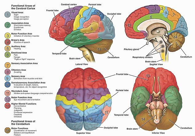 super-computer-human-brain