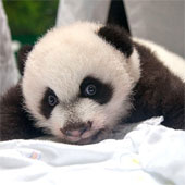 Super cute pictures of the world's first triplets panda