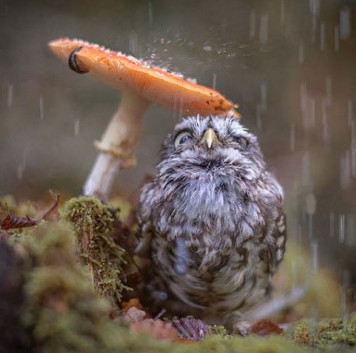 Super cute poldi owl photos