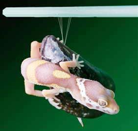 Super glue that mimics gecko feet and mussels