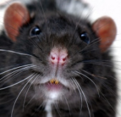 'Super mouse' is as big as a cat because of radiation