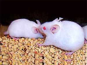 'Super mouse' runs fast, lives long ...