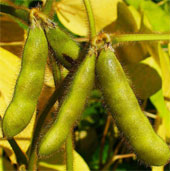 Super soybeans live without much water