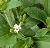 Super sweet sugar - 'new weapon' against obesity