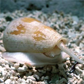 Super treatment of pain relievers from snail venom