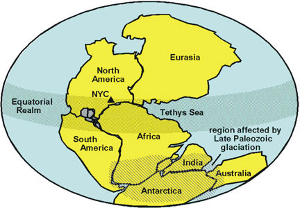 Super-continental plant evidence found