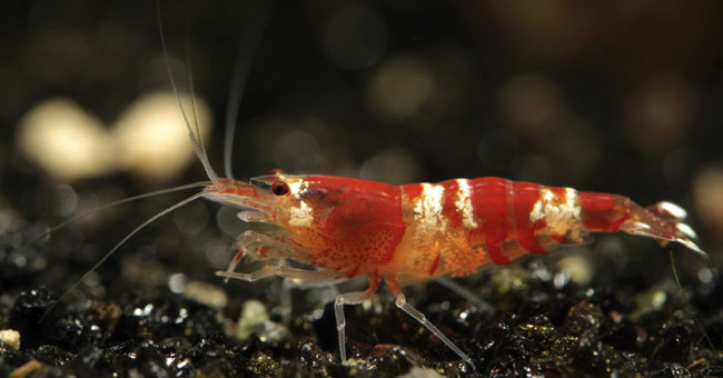 Super-durable plastic materials, self-destructible are made from shrimp shells and silk