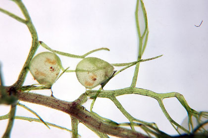 Super-fast prey speed of carnivorous plants