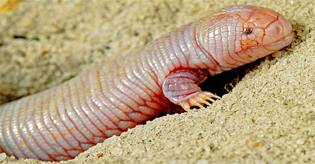 Superhuman lizards: Like worms that grow in their hands, their whole lives are buried in the ground without fear of hunger