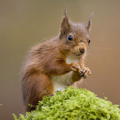 Superhuman red squirrel 'fly' like bird