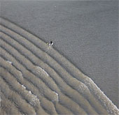 Surfing in Alaska's high tide