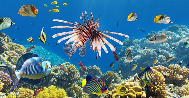 Surprise about the ability to distinguish colors of marine ornamental fish