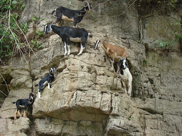Surprise by the ability of mountain goats