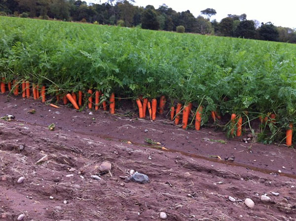 Surprise on the carrot field after a river broke its bank