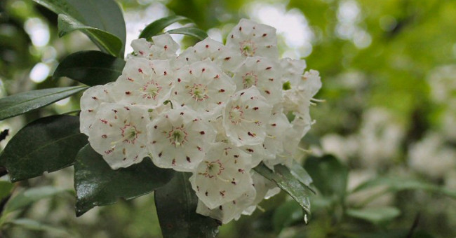 Surprise with beautiful trees but capable of causing painful death