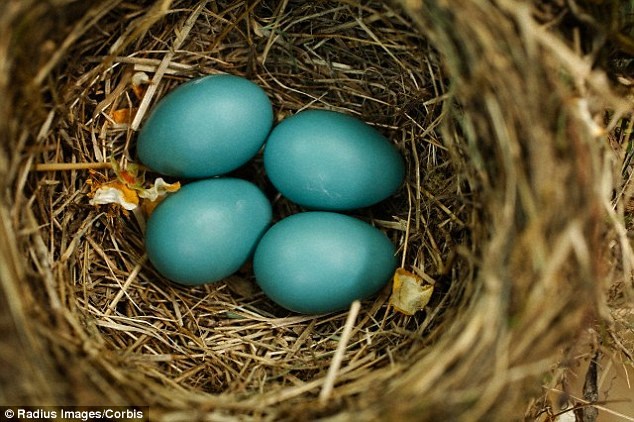 Surprise with dazzling eggs for dinosaur camouflage