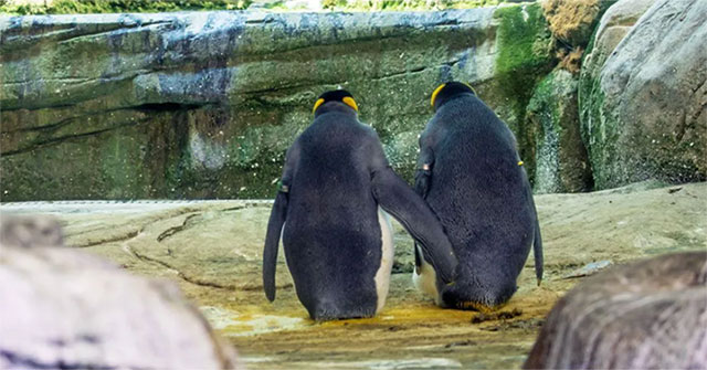 Surprise with gay couple penguins ... incubating