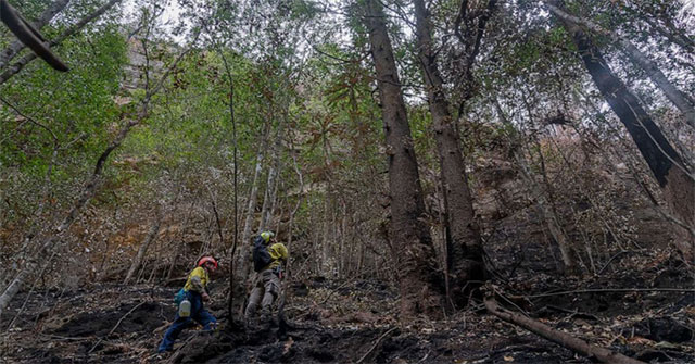 Surprise with the 'dinosaurs' tree that caused Australia to sprout full protection