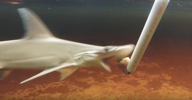 Surprise with vegetarian-like sharks