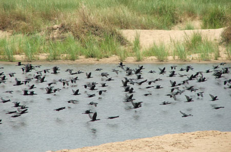 Surprised because thousands of precious birds suddenly disappeared