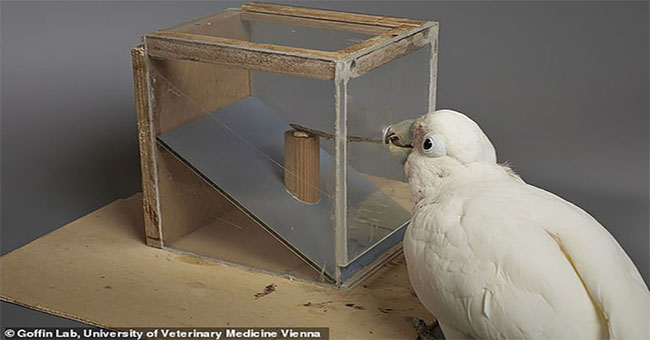 Surprised by the ability of the parrot to make food