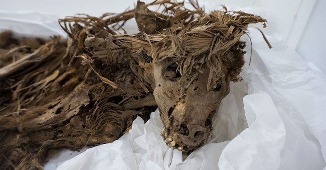 Surprised by the sacrificial dog skeleton 1,000 years ago in Peru