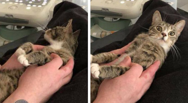 Surprised cat litter when pregnant