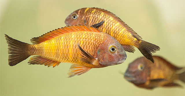 Surprised fish are similar to humans