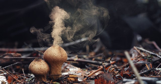 Surprised kind of fungus capable of creating magic rain