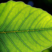 Surprised species of plants detect explosives