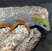 Surprised watching purple lizards only in Vietnam