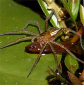Surprised with fish-eating spiders