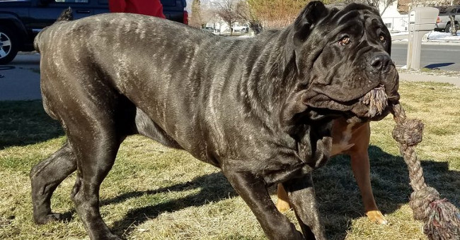 Surprised with the world's largest puppy