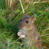 Surprising discovery: The number of species has not declined