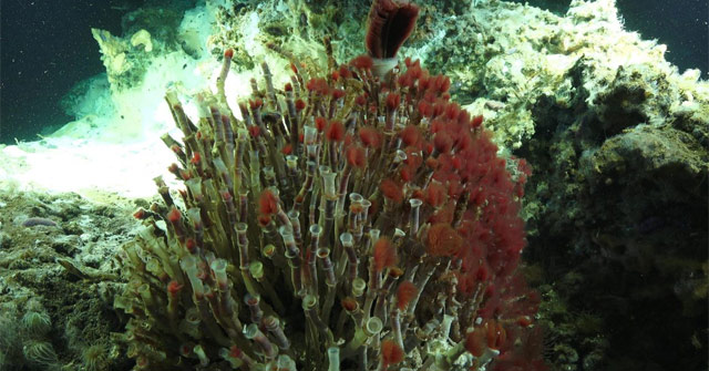 Surprising scientists discovered a new ecosystem at the bottom of the ocean with a depth of 3,800m