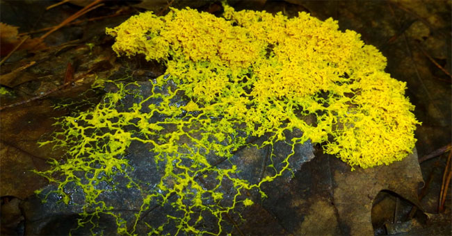 Surprisingly, the ability to 'copy the original' of the slime mold